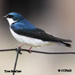 Tree Swallow