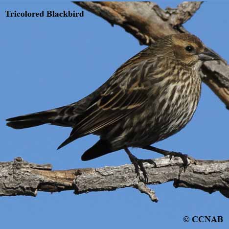 Tricolored Blackbird