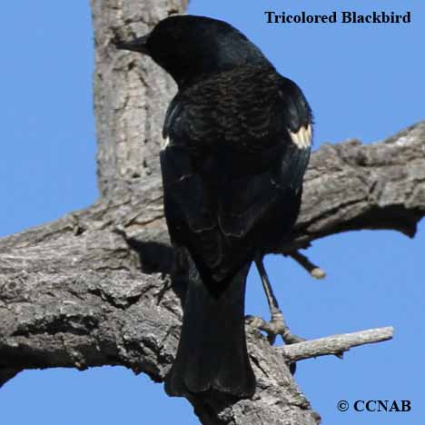 Tricolored Blackbird