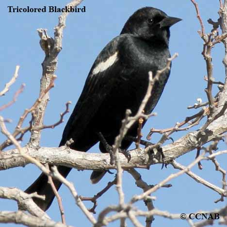 Tricolored Blackbird