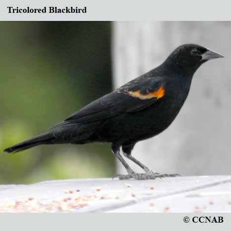 Tricolored Blackbird