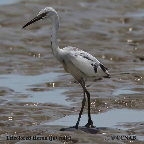 Tricolored Heron