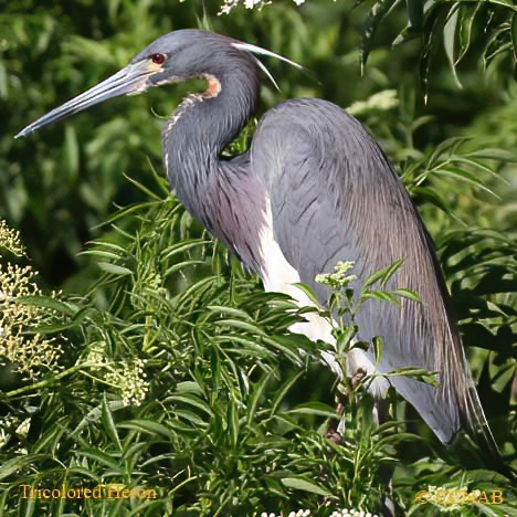 Tricolored Heron