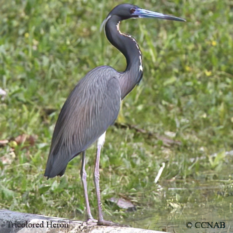 Tricolored Heron