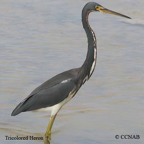 Tricolored Heron