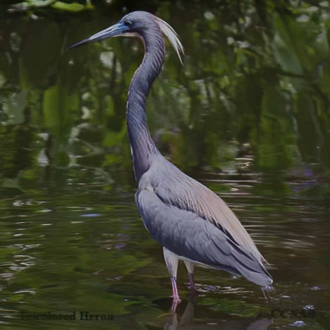 Tricolored Heron