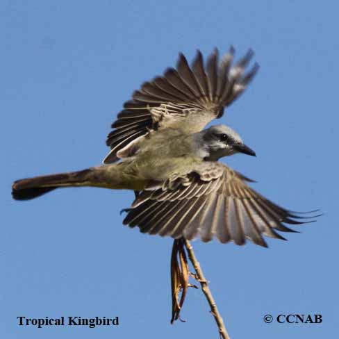 Tropical Kingbird