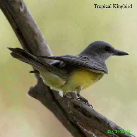 Tropical Kingbird