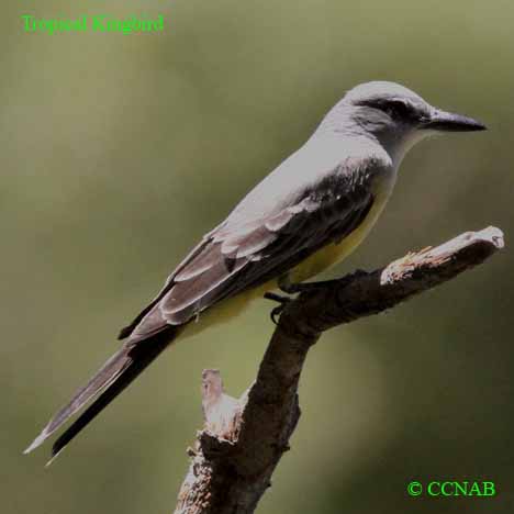 Tropical Kingbird