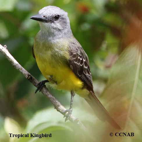 Birds of North America