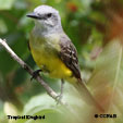 Tropical Kingbird range map