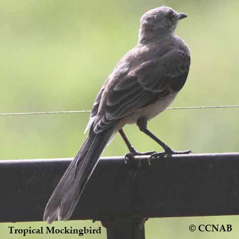 Tropical Mockingbird