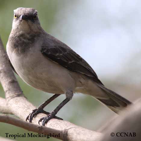 Tropical Mockingbird