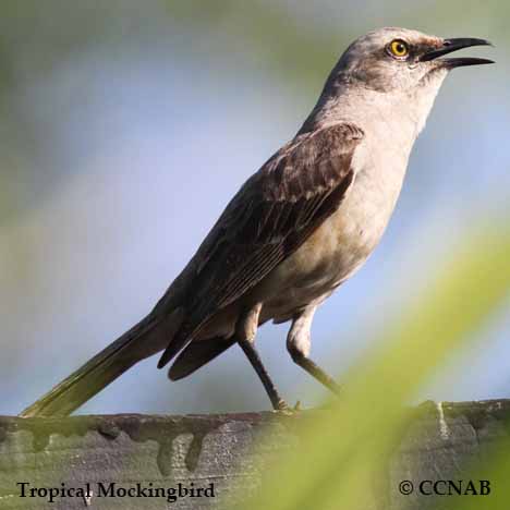 Birds of North America