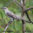 Tropical Mockingbird