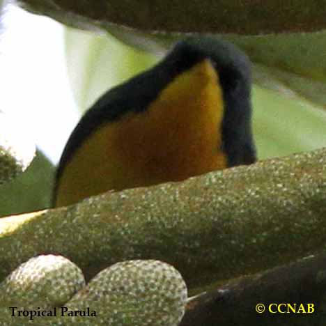 Tropical Parula