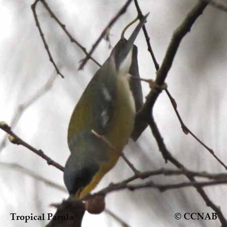 Tropical Parula