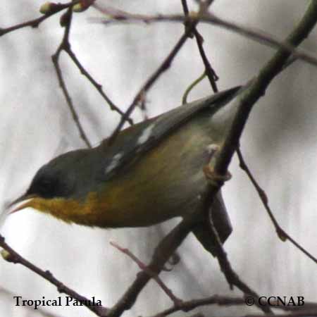 Tropical Parula