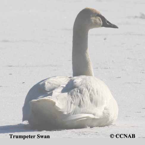 Trumpeter Swan