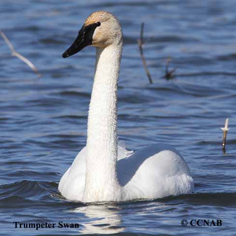 Trumpeter Swan