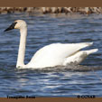 Trumpeter Swan range map