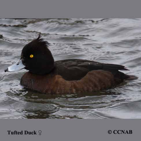 Tufted Duck