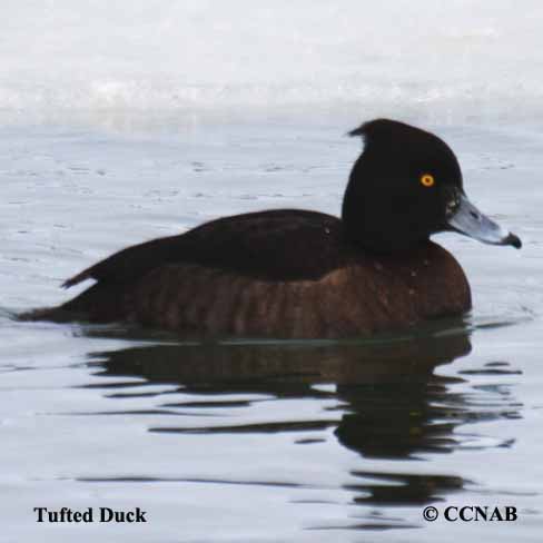 Tufted Duck