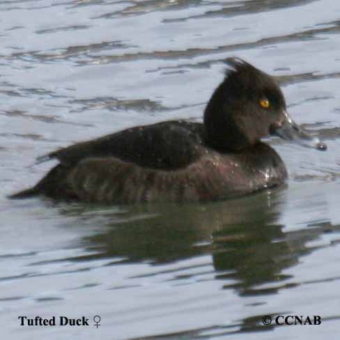 Tufted Duck