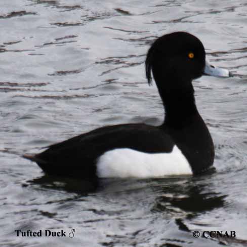 Tufted Duck