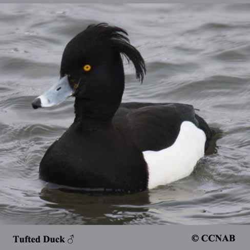 Tufted Duck