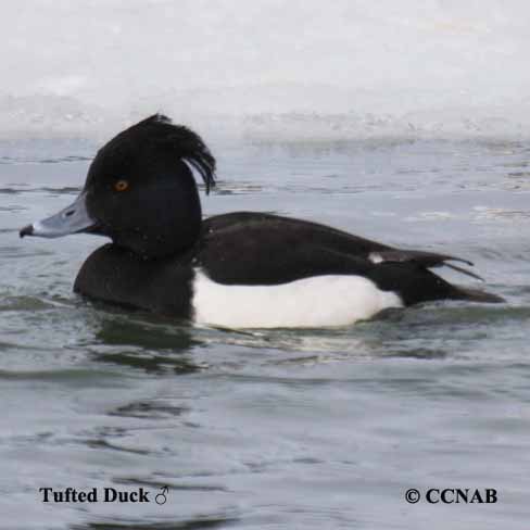 Birds of North America