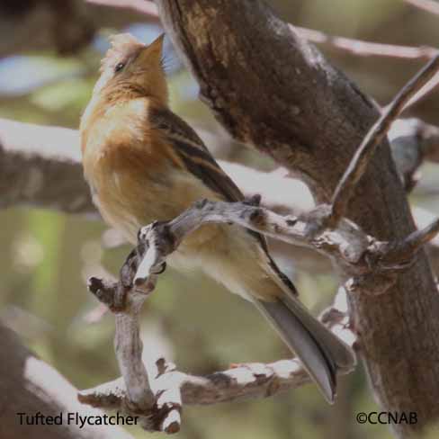 Tufted Flycatcher