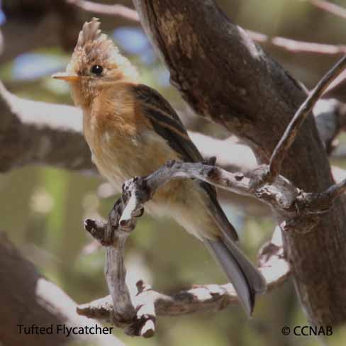 Tufted Flycatcher