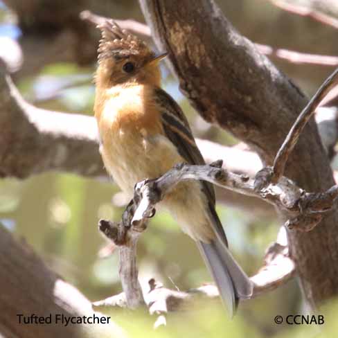 Tufted Flycatcher