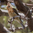 Tufted Flycatcher