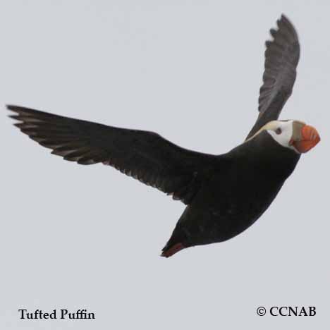 Tufted Puffin