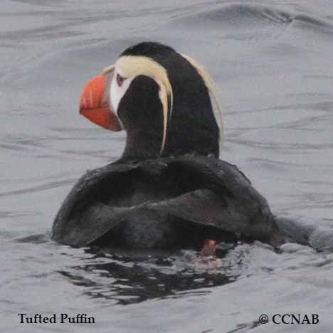 Tufted Puffin