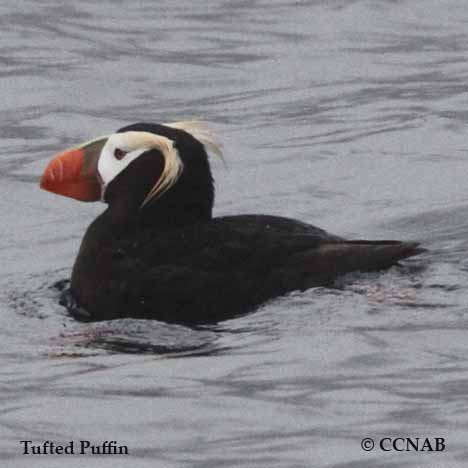 Tufted Puffin