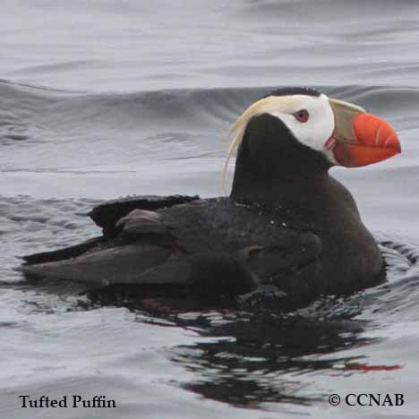 Tufted Puffin