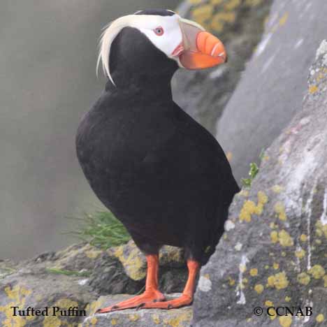 Horned Puffin - eBird