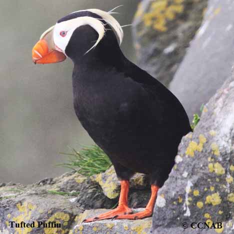 Tufted Puffin