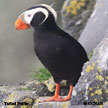 Tufted Puffin range map