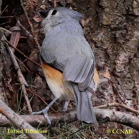 Tufted Titmouse