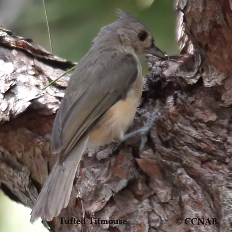 Tufted Titmouse