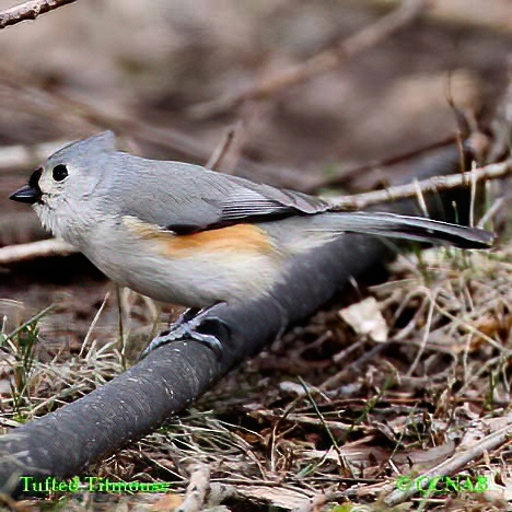 Tufted Titmouse