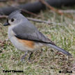 Tufted Titmouse range map