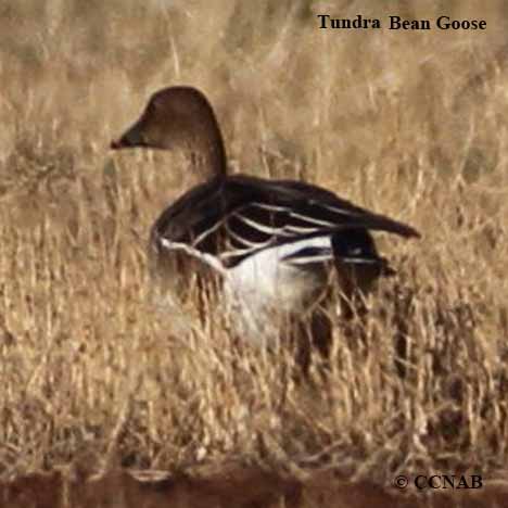 Tundra Bean-Goose