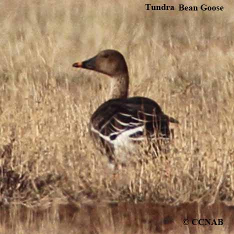 Tundra Bean-Goose