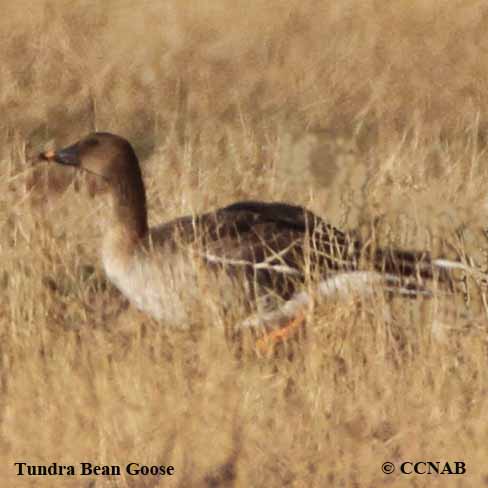 Birds of North America