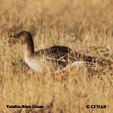 Tundra Bean Goose range map